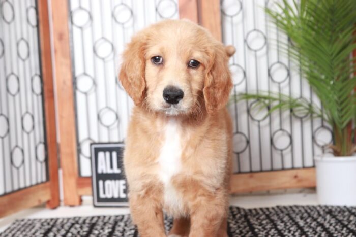 Ferdinand - Wonderful Tan Male Goldendoodle Puppy