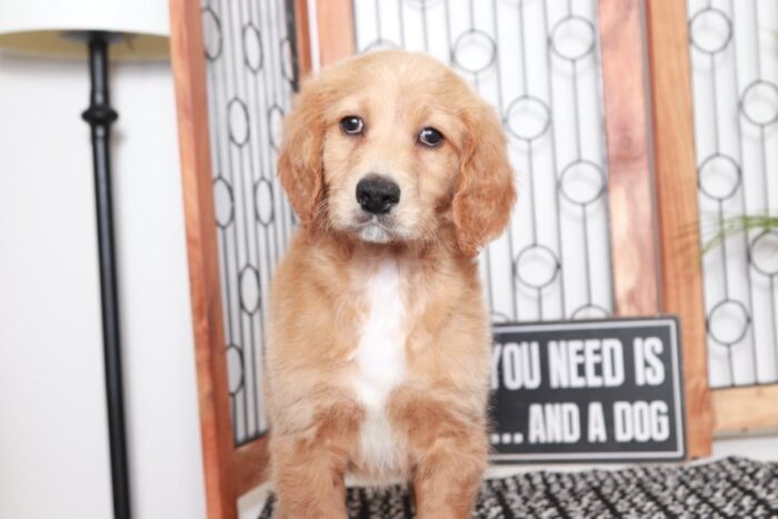 Ferdinand - Wonderful Tan Male Goldendoodle Puppy - Image 2