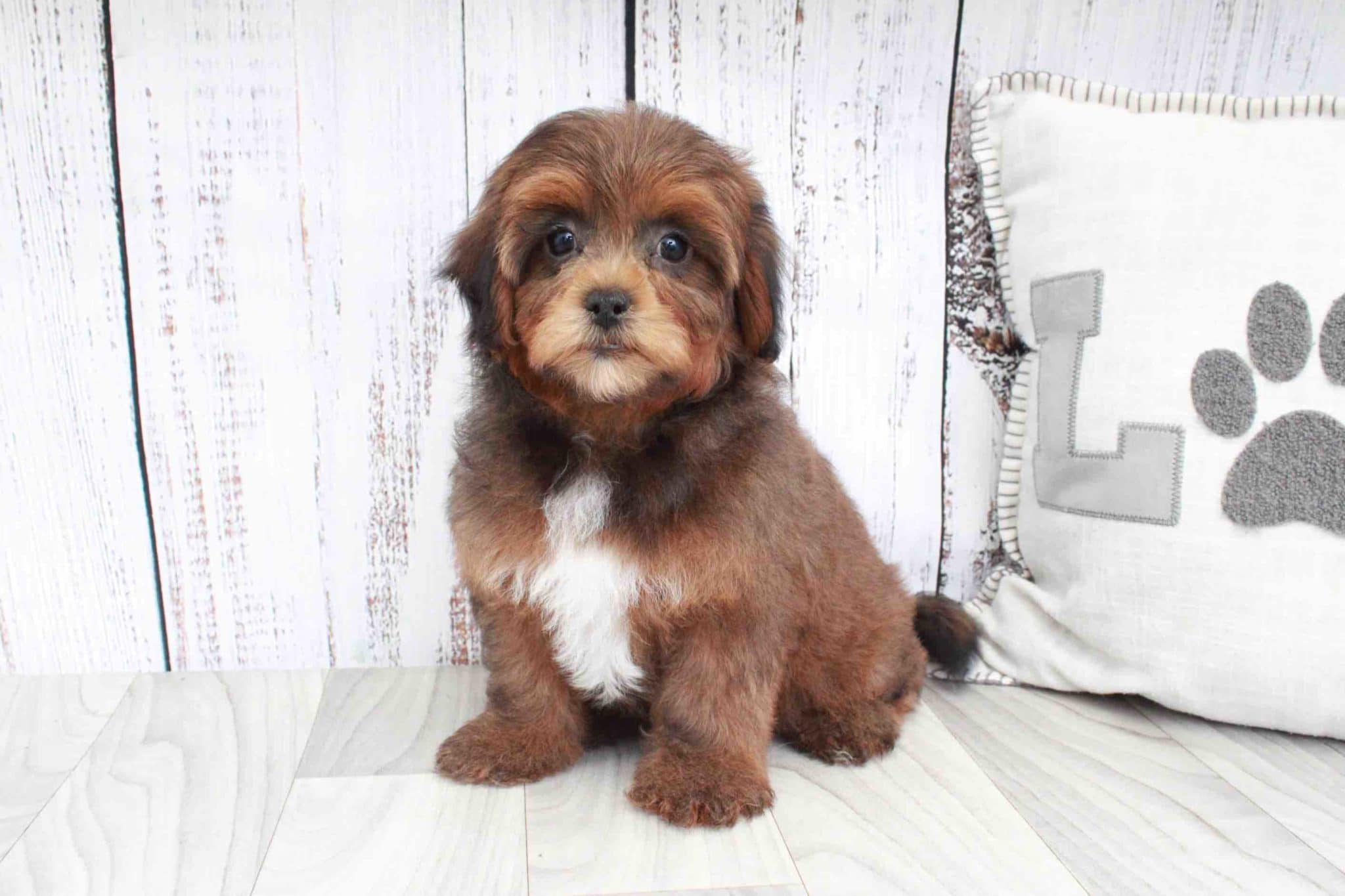 Fern- Stunning Tri Female Shih-Poo Puppy - Image 2