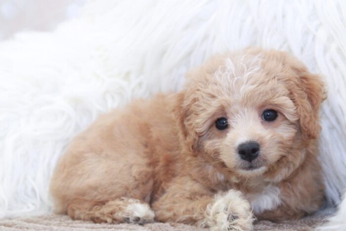 Fido - Adventurous Male Cavapoochon Puppy - Image 2