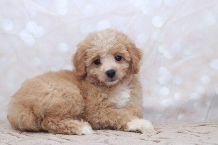 Fido - Adventurous Male Cavapoochon Puppy - Image 3