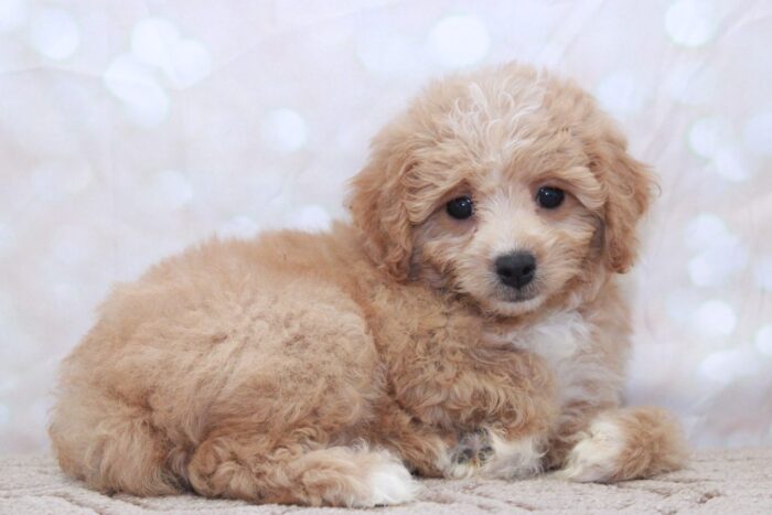 Fido - Adventurous Male Cavapoochon Puppy