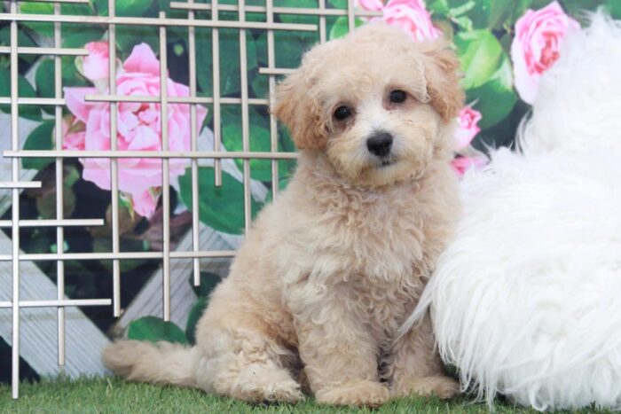 Fig - Adventurous Male Poochon Puppy
