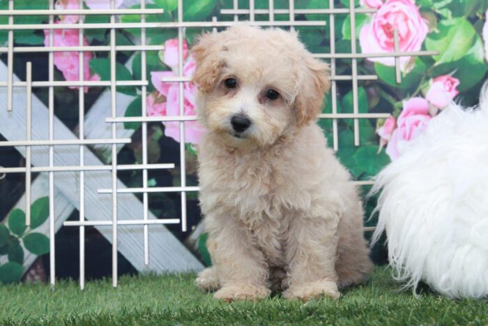 Fig - Adventurous Male Poochon Puppy - Image 2