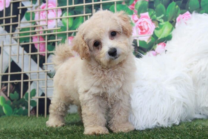 Fig - Adventurous Male Poochon Puppy - Image 4
