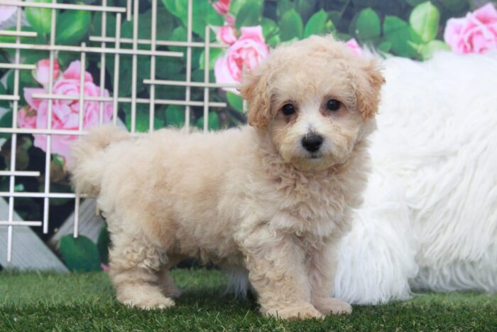 Fig - Adventurous Male Poochon Puppy - Image 3