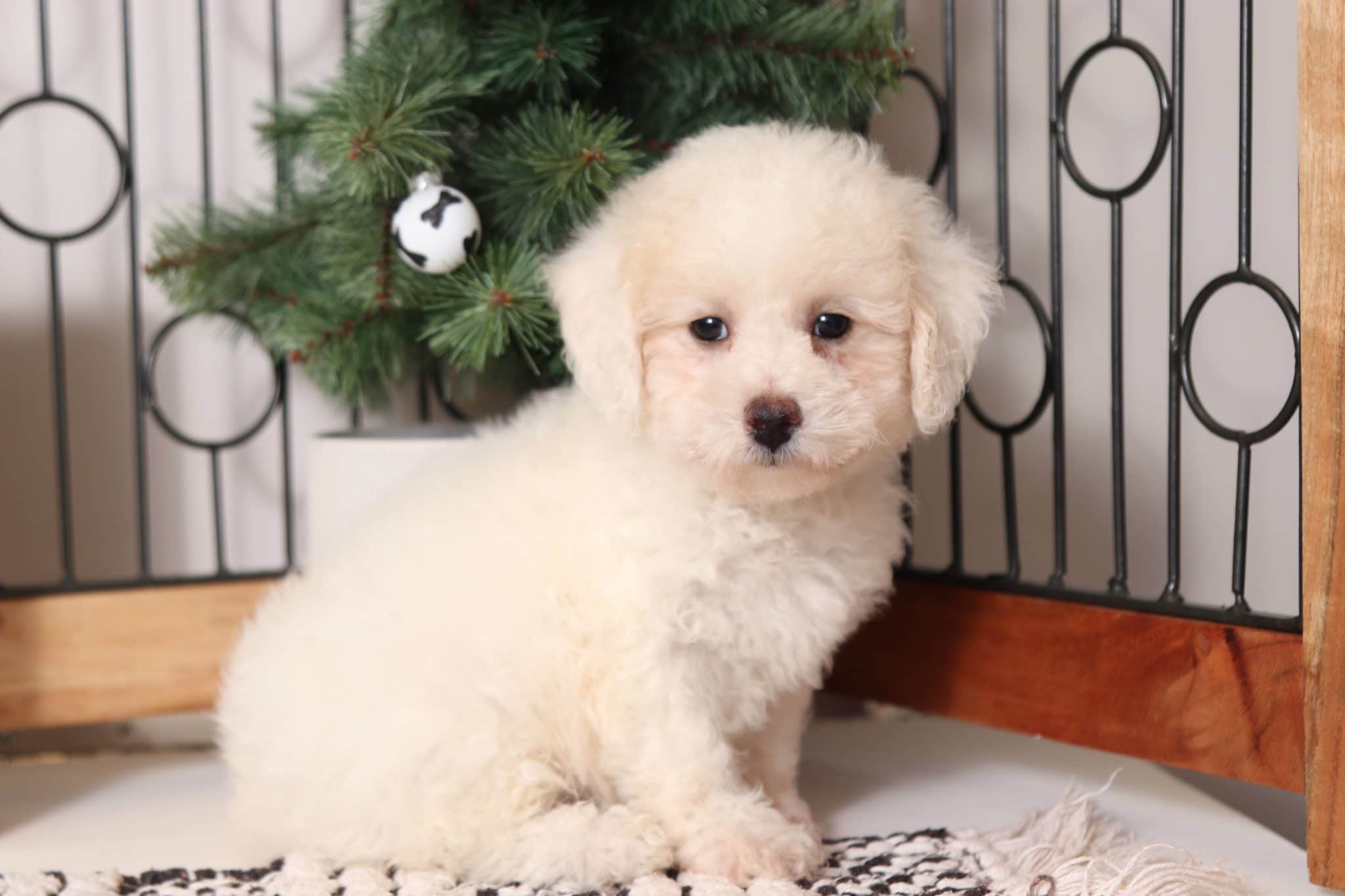 Fir - Playful Little ACA Male White Mini Poodle Puppy