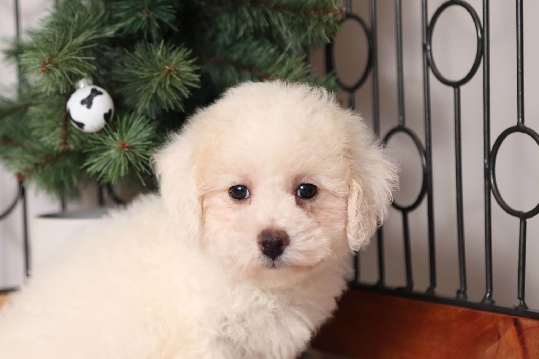 Fir - Playful Little ACA Male White Mini Poodle Puppy - Image 2