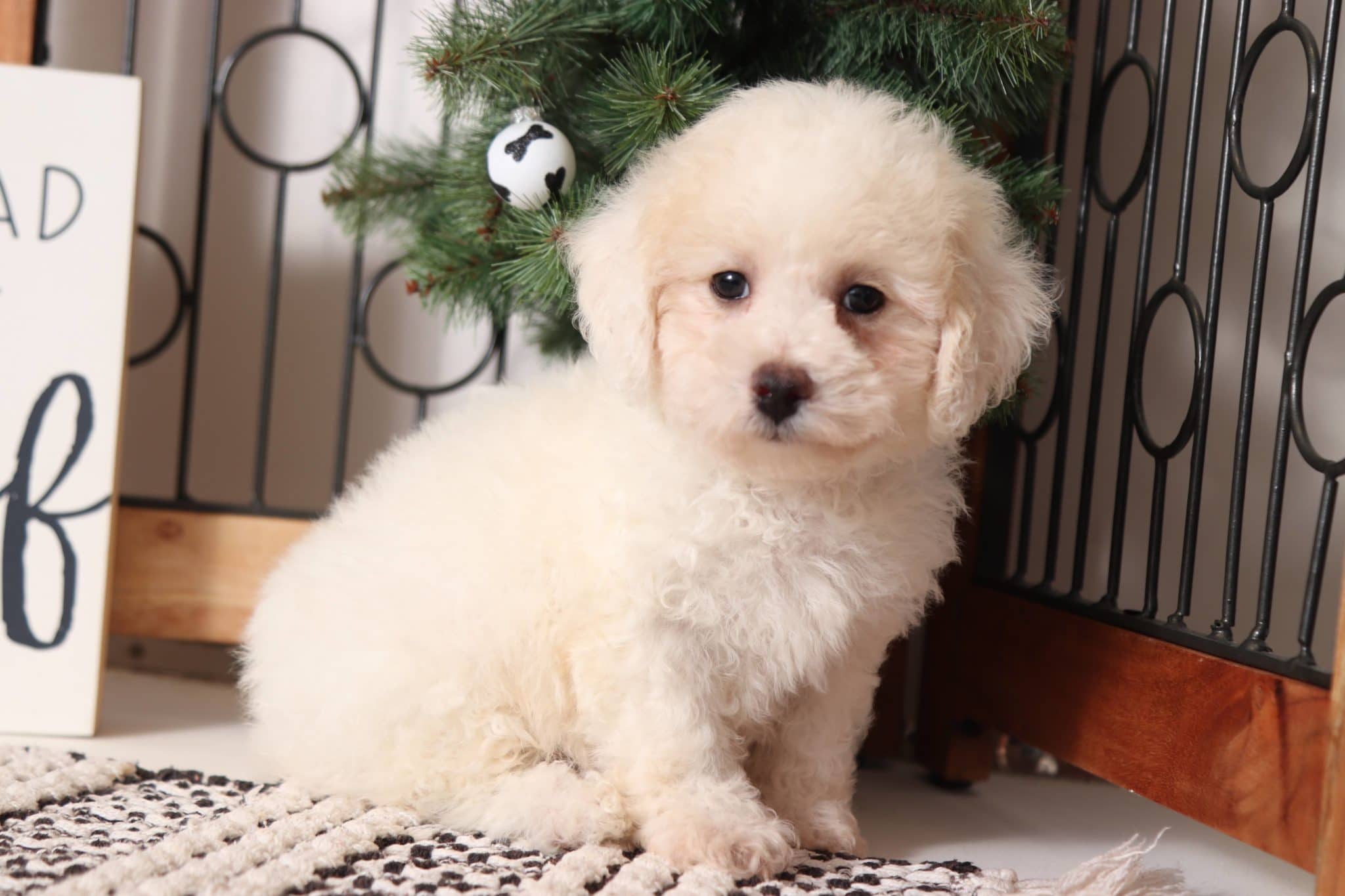 Fir - Playful Little ACA Male White Mini Poodle Puppy - Image 4