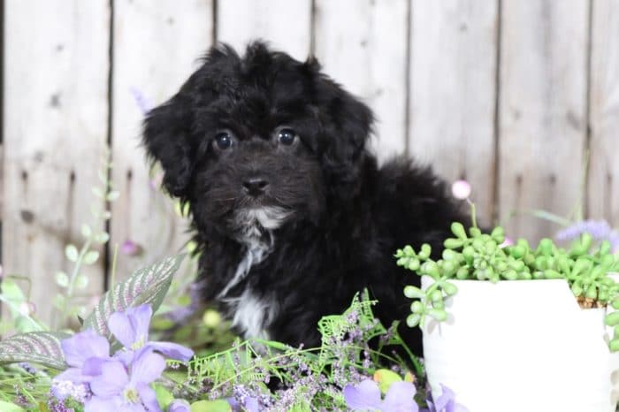 Finn3