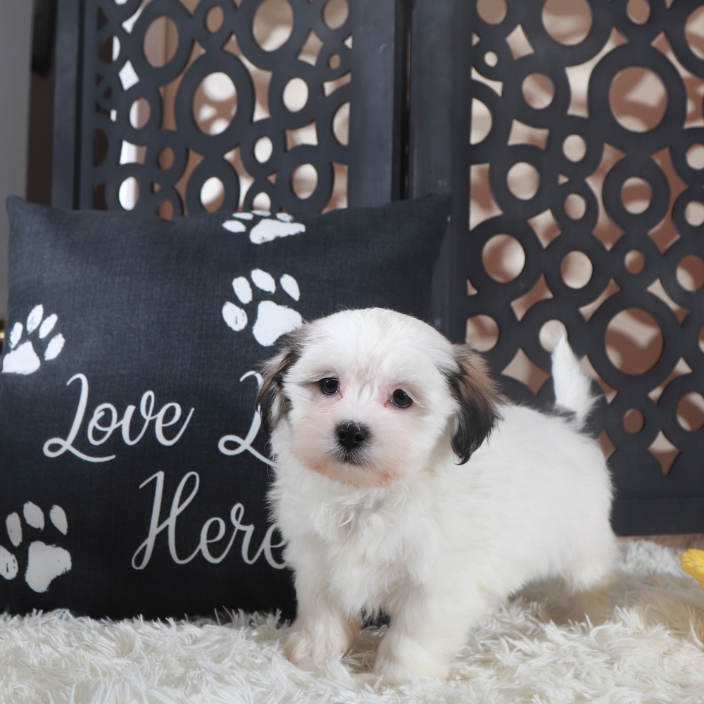 Fiona-Lovely Teddy Bear Puppy
