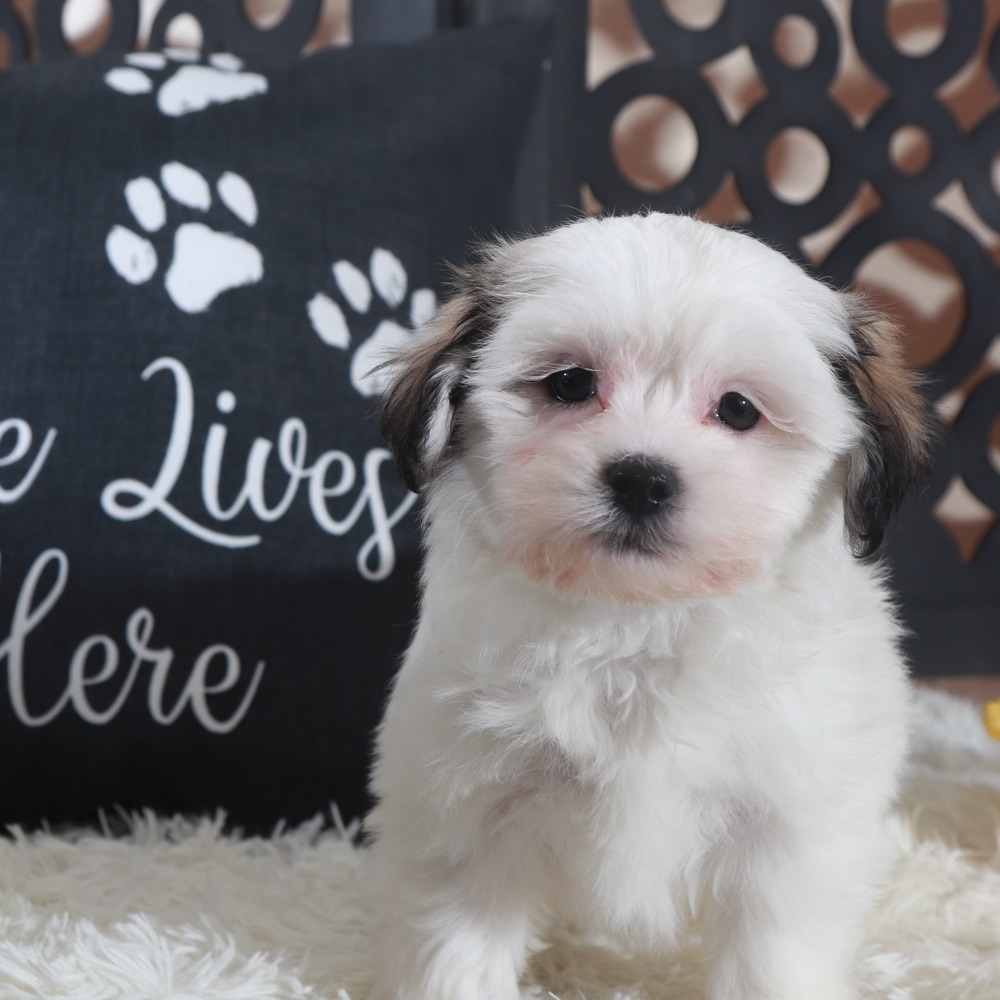 Fiona-Lovely Teddy Bear Puppy - Image 2