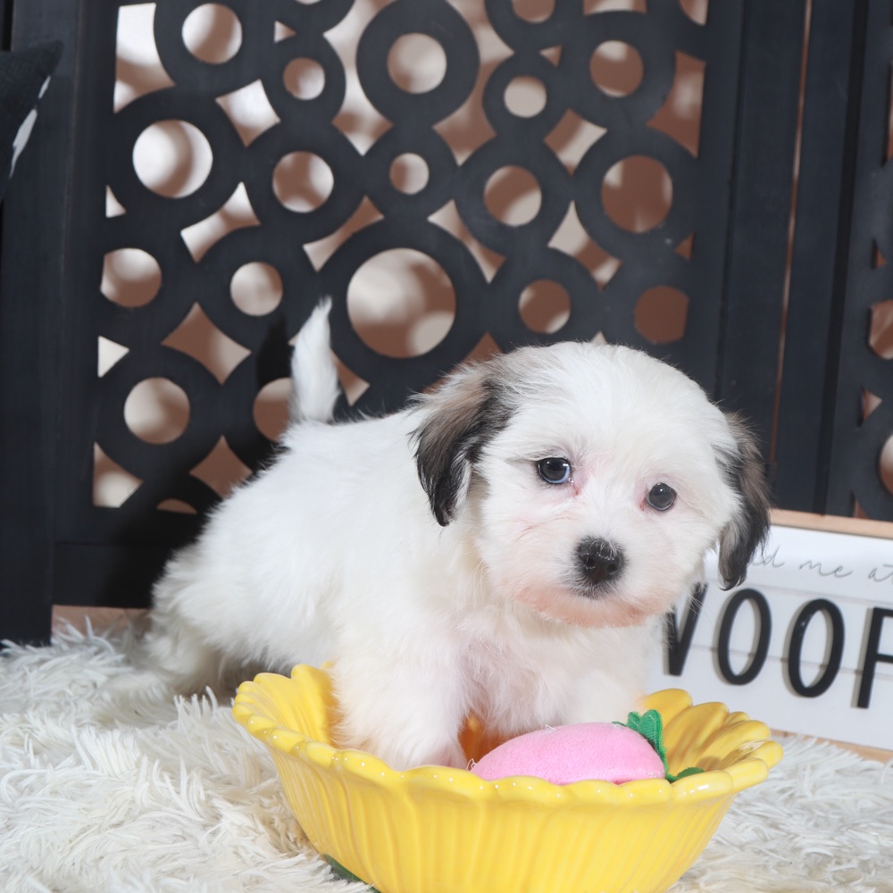 Fiona-Lovely Teddy Bear Puppy - Image 4