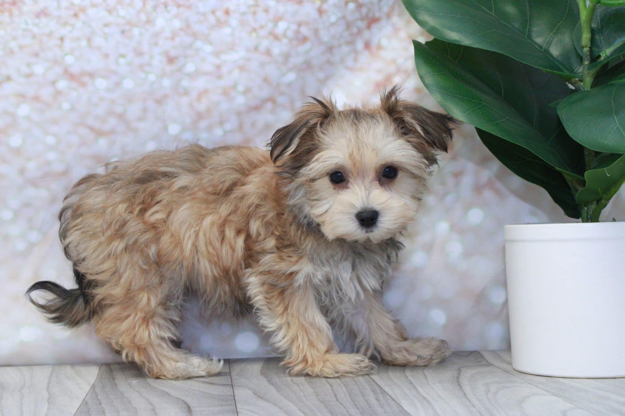 Flare- Prettiest Female Morkie Puppy - Image 2