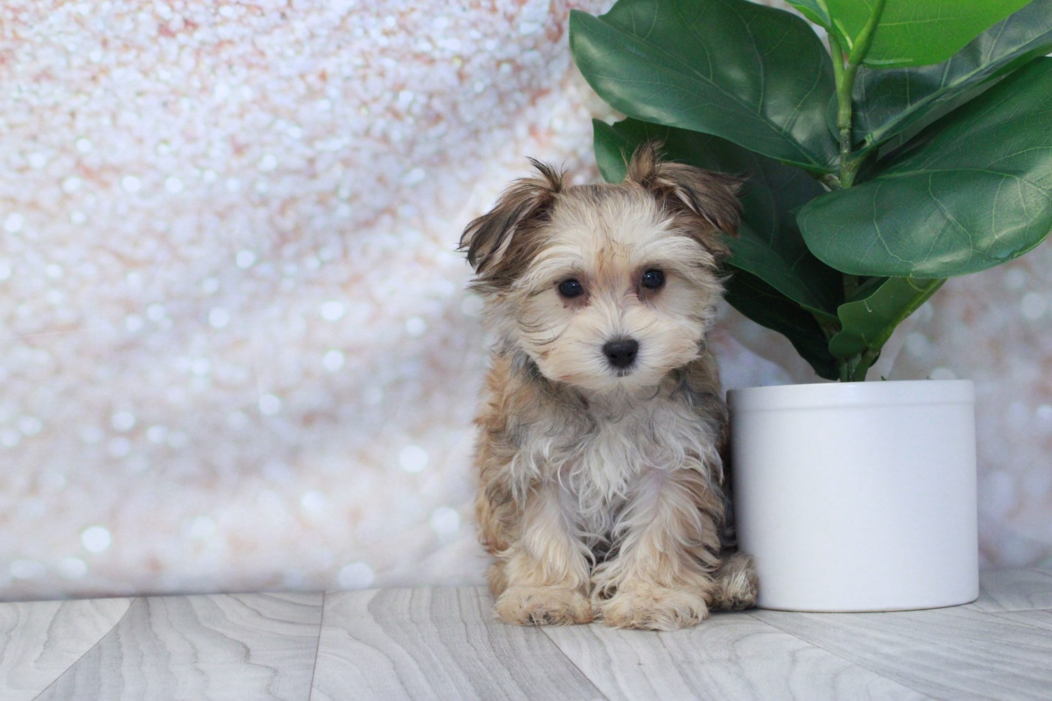 Flare- Prettiest Female Morkie Puppy - Image 3