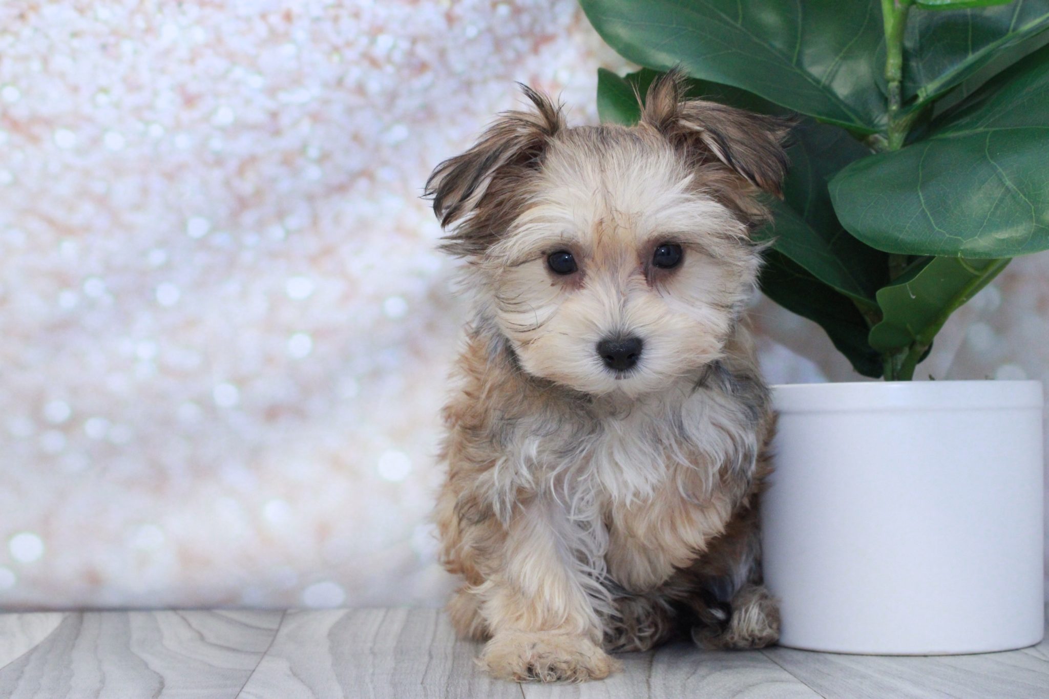 Flare- Prettiest Female Morkie Puppy