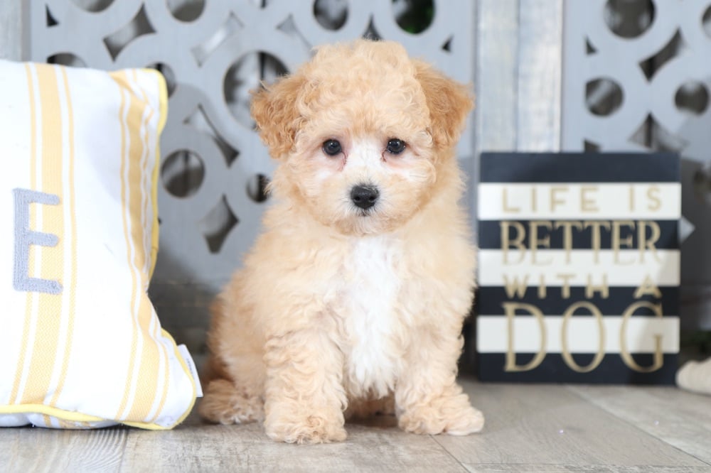 Fleur - Precious, Apricot, Maltipoo - Image 2