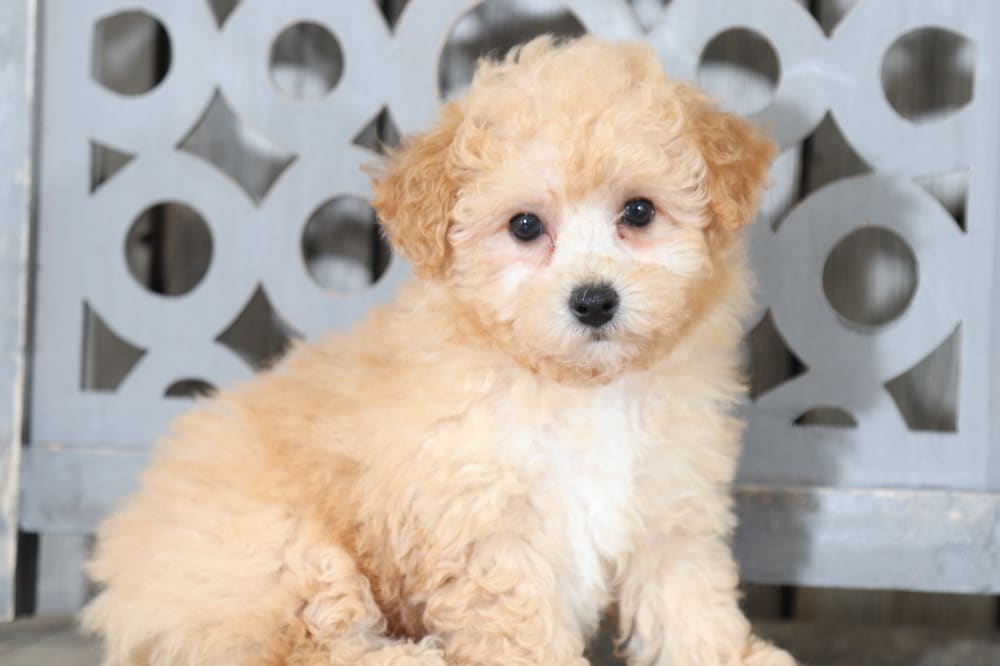Fleur - Precious, Apricot, Maltipoo - Image 3