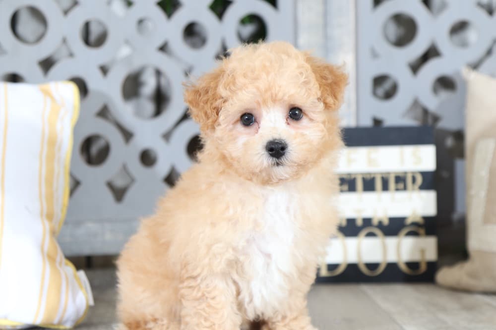 Fleur - Precious, Apricot, Maltipoo - Image 4