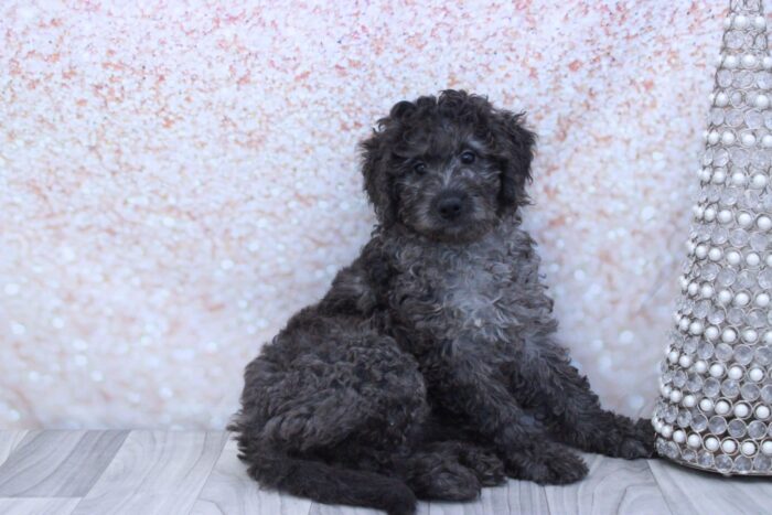 Flo - Eager to Please Female Mini Aussie-Poo Puppy - Image 3