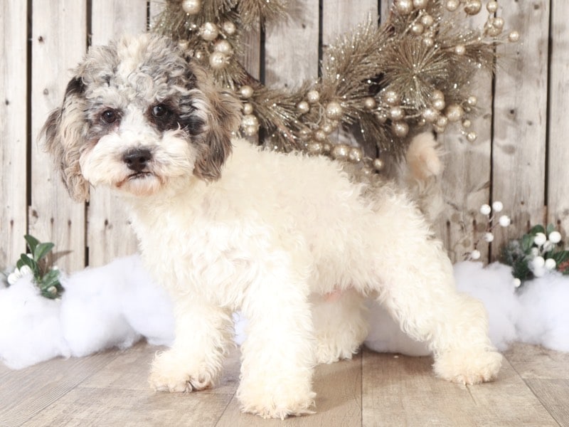 Flyer - Cute Cuddly Blue Merle ShihPoo - Image 2