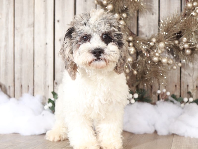 Flyer - Cute Cuddly Blue Merle ShihPoo - Image 4