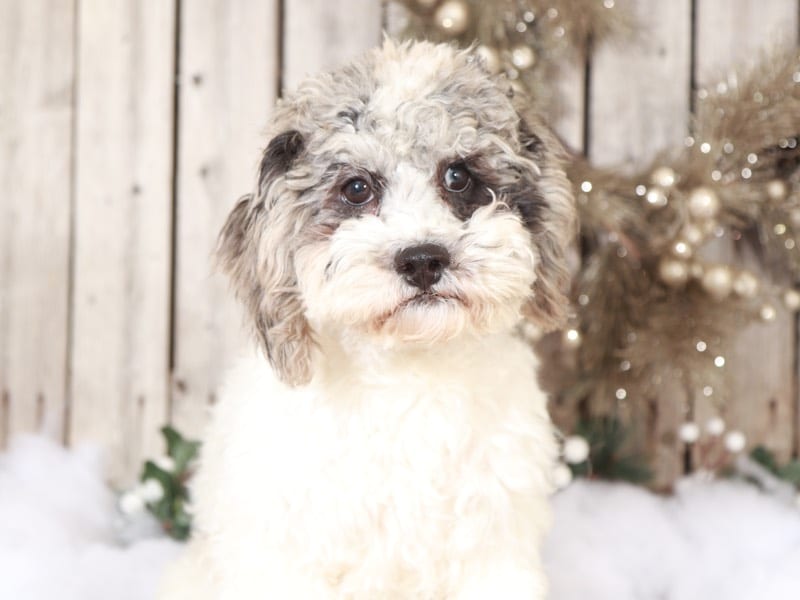 Flyer - Cute Cuddly Blue Merle ShihPoo
