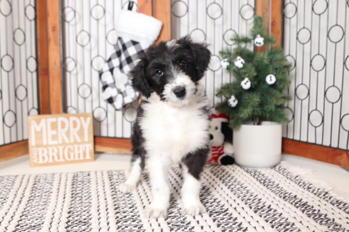 Forest- Sweet Black and White Collie-Poo Puppy