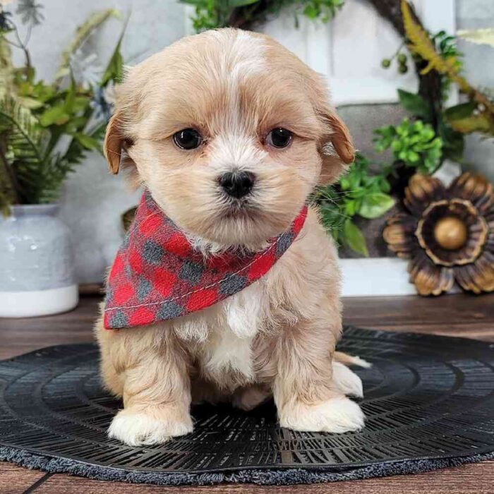 Frank- Cheerful ACA Male Shih-Tzu Puppy