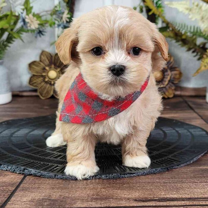Frank- Cheerful ACA Male Shih-Tzu Puppy - Image 2