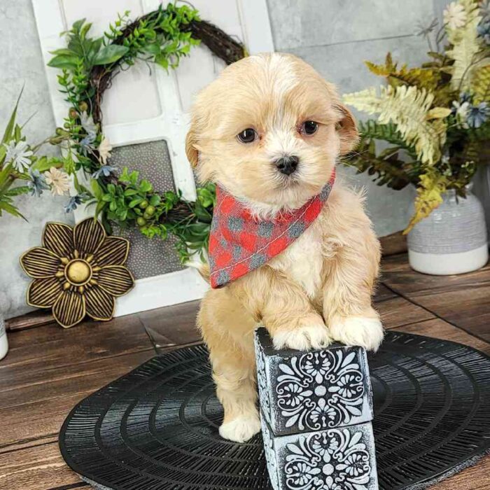 Frank- Cheerful ACA Male Shih-Tzu Puppy - Image 3