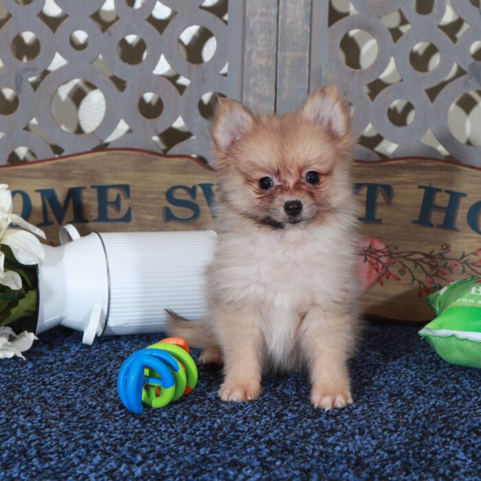 Frankie Teacup ACA Pomeranian Puppy - Image 4