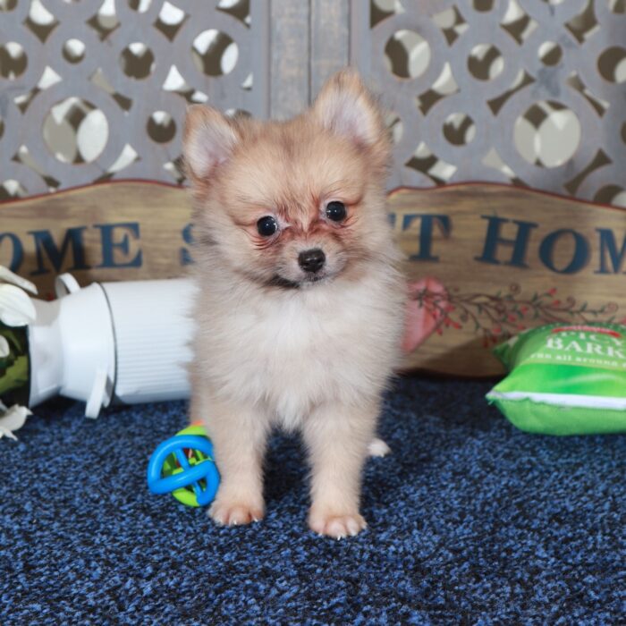 Frankie Teacup ACA Pomeranian Puppy - Image 5