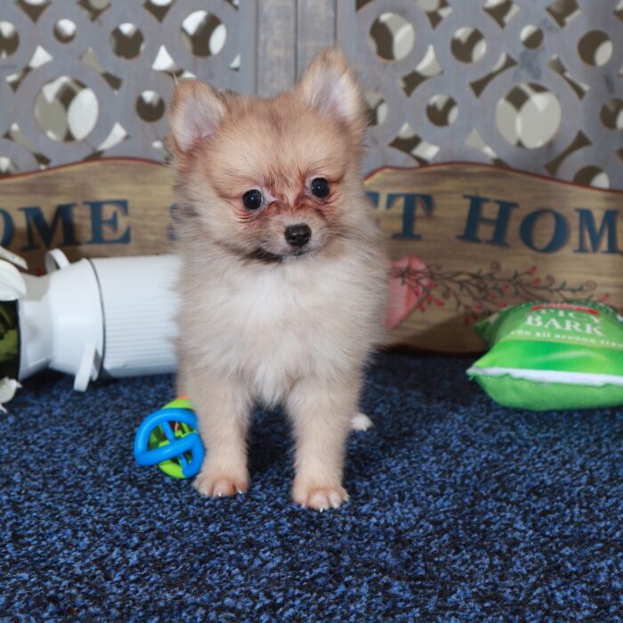 Frankie Teacup ACA Pomeranian Puppy - Image 6