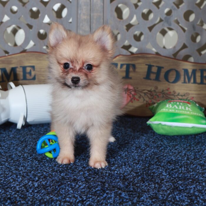 Frankie Teacup ACA Pomeranian Puppy