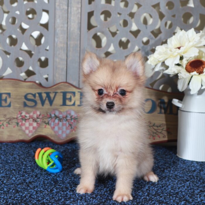 Frankie Teacup ACA Pomeranian Puppy - Image 3