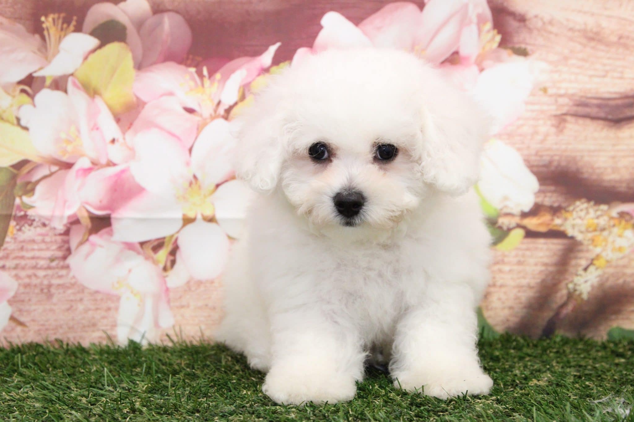Franklin - Fluffy Little Male Bichon Frise Puppy