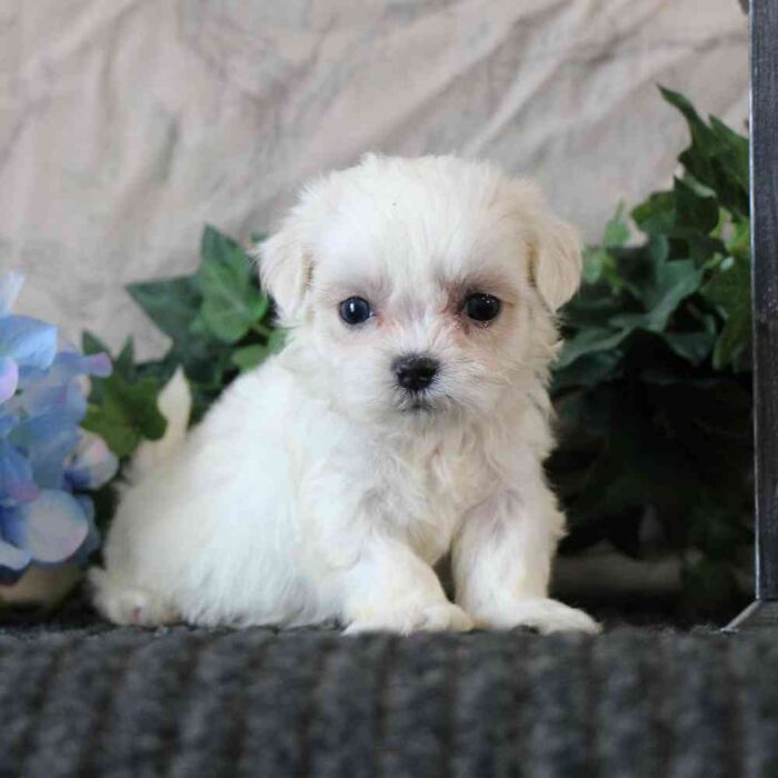 Freddie-Adorable ACA Male Shih-Tzu Puppy