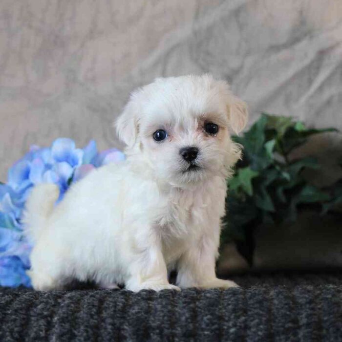 Freddie-Adorable ACA Male Shih-Tzu Puppy - Image 2