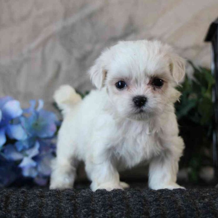 Freddie-Adorable ACA Male Shih-Tzu Puppy - Image 3