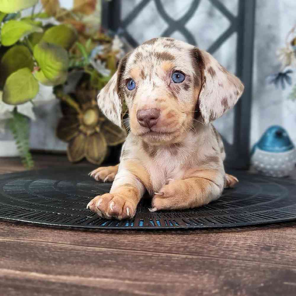 Frederick - Eager ACA Male Short Haired Dachshund Puppy
