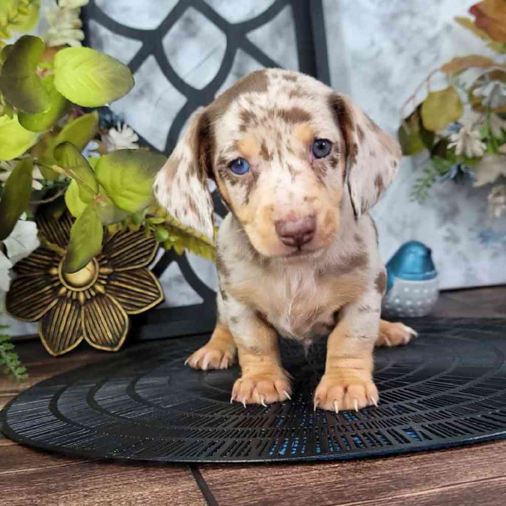 Frederick - Eager ACA Male Short Haired Dachshund Puppy - Image 2