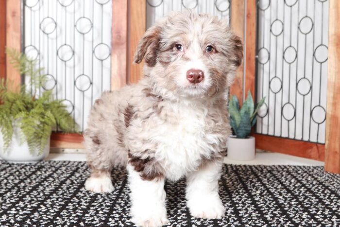 Freedom Sweet Chocolate Merle Male Aussie-Poo Puppy