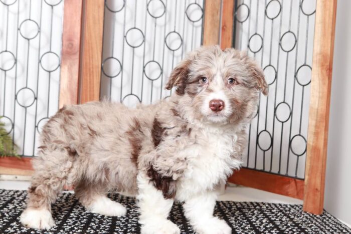 Freedom Sweet Chocolate Merle Male Aussie-Poo Puppy - Image 3
