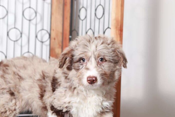 Freedom Sweet Chocolate Merle Male Aussie-Poo Puppy - Image 4