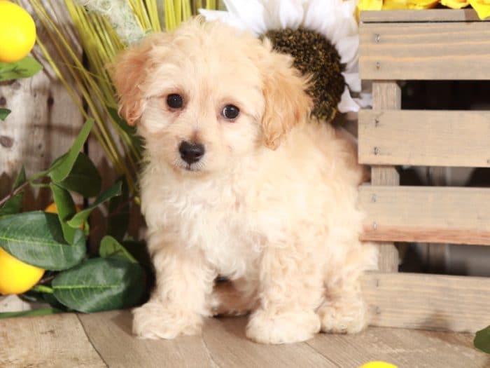 Fresco - Precious Little Poochon