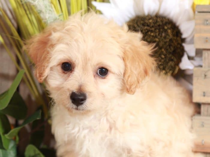 Fresco - Precious Little Poochon - Image 4