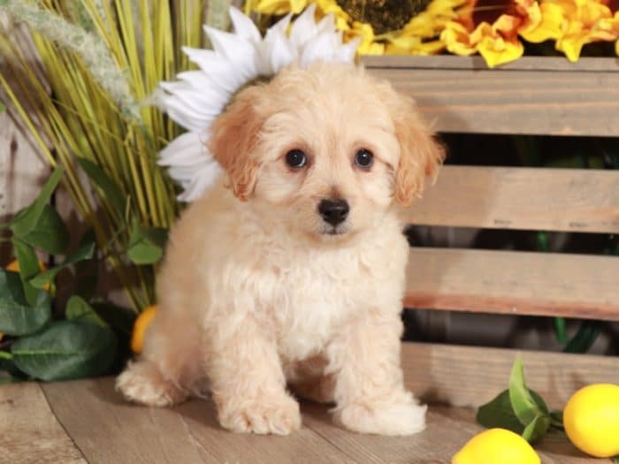 Fresco - Precious Little Poochon - Image 3