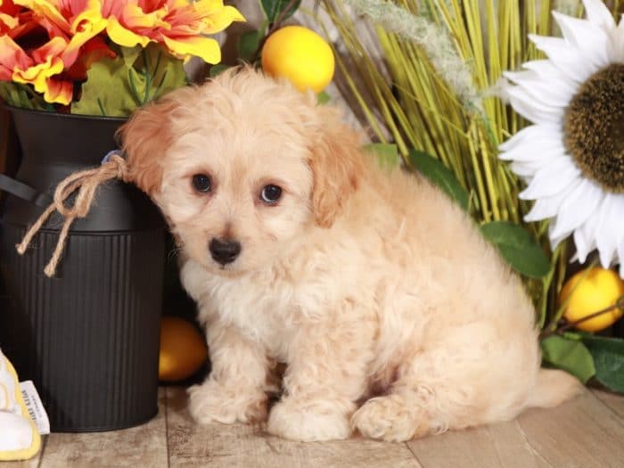 Fresco - Precious Little Poochon - Image 2