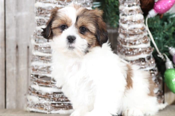 Freya - Precious Little Black and Brown Female Cavapoo Puppy